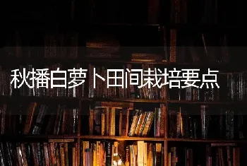 秋播白萝卜田间栽培要点