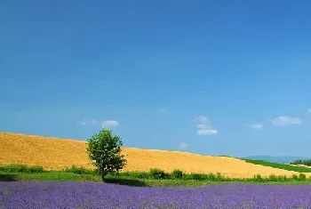 普罗旺斯的花语是什么?普罗旺斯的寓意与花语