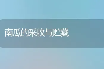 南瓜的采收与贮藏