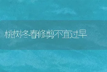 桃树冬春修剪不宜过早