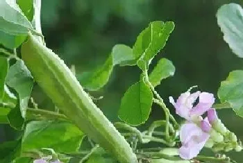 刀豆几月开花结果,什么时候开花结果?