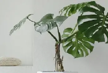 常绿藤本植物有哪些?常绿藤本植物大全