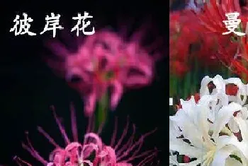 彼岸花和曼珠沙华是一种花吗?