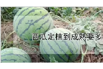 西瓜定植到成熟要多久