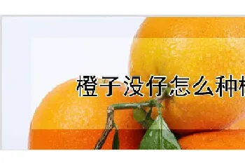 橙子没仔怎么种植