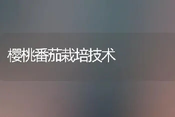 樱桃番茄栽培技术