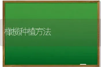 橄榄种植方法