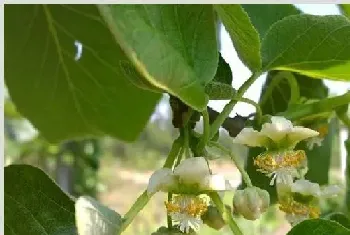 猕猴桃花期前后管理技巧