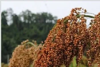 甜高粱种植方法介绍