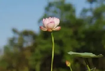 碗莲几月份种植最好,种植季节是什么时候?