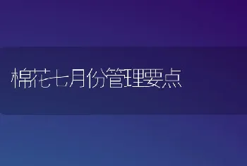 棉花七月份管理要点