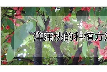 洋蒲桃的种植方法