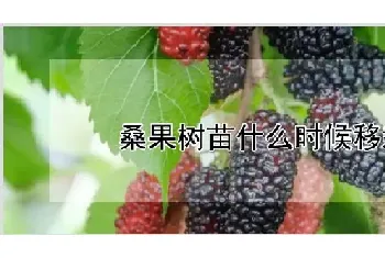 桑果树苗什么时候移栽