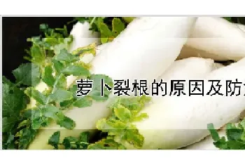 萝卜裂根的原因及防治