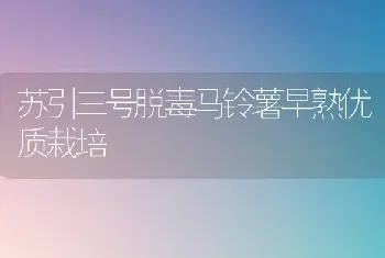 苏引三号脱毒马铃薯早熟优质栽培