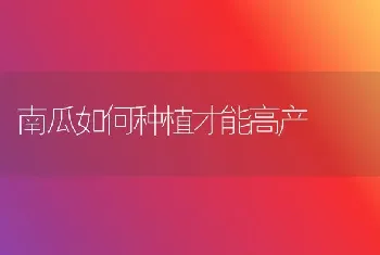 南瓜如何种植才能高产