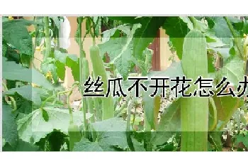 丝瓜不开花怎么办