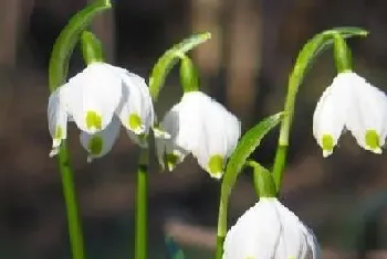 代表重生的花?