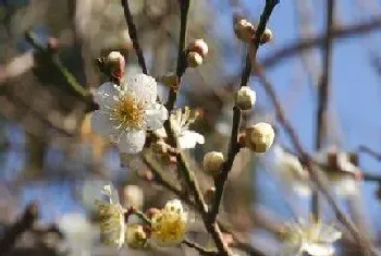 梅花花期多长时间?梅花的功效与作用