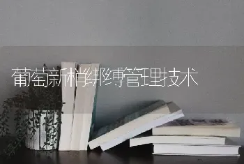 葡萄新梢绑缚管理技术