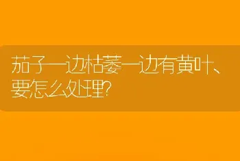 茄子一边枯萎一边有黄叶、要怎么处理?