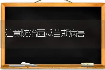 注意防治西瓜苗期病害