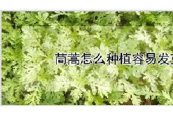 茼蒿怎么种植容易发芽