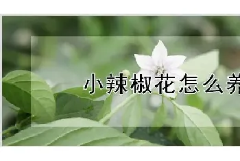 小辣椒花怎么养