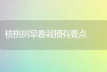 核桃树早春栽植有要点