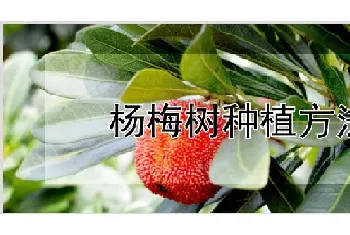 杨梅树种植方法