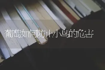 葡萄如何防止小鸟的危害