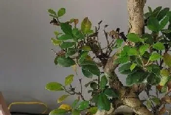 榕树盆栽种植方法?