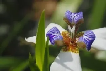 兰花草开花是什么样子的,开花时间与寓意?