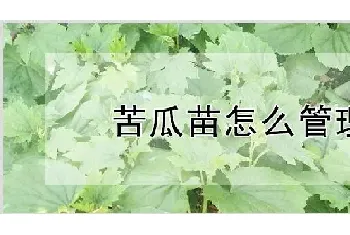 苦瓜苗怎么管理