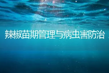 辣椒苗期管理与病虫害防治