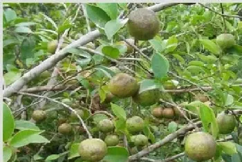 油茶树种植注意事项及条件