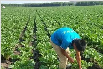 甜菜种植技术讲解