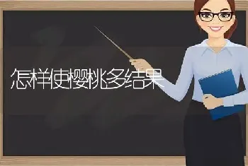 怎样使樱桃多结果