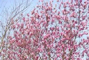 庭院十大吉祥树排名(庭院种什么树最吉利又镇宅旺财)