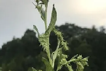 艾草会结籽吗?艾草的种殖方法和注意事项