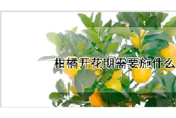 柑橘开花期需要施什么肥