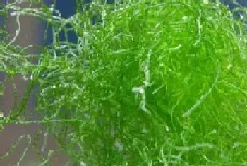 水棉是什么植物类别?