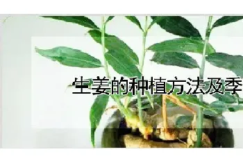 生姜的种植方法及季节