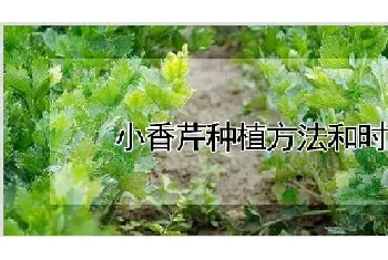 小香芹种植方法和时间