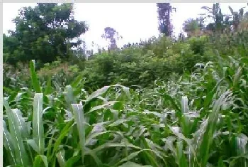 玉米常见杂草及草害防治药物介绍