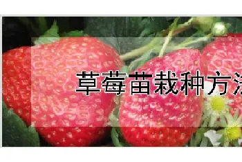 草莓苗栽种方法