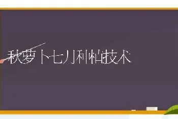 秋萝卜七月种植技术