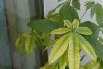 植物叶子发黄是什么原因,绿植黄叶怎么处理?