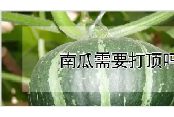 南瓜需要打顶吗