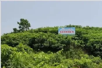 摇钱树的养殖技术 摇钱树的种植方法是什么？